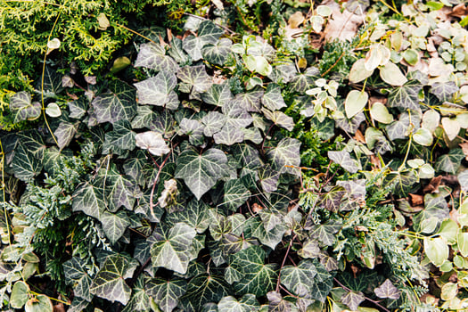 Lush greenery showcasing diverse foliage with ivy and ground cover plants in a natural setting photo