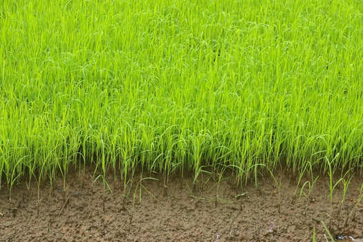 young green rice sprouts on cultivated land for planting photo