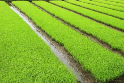 young green rice sprouts on cultivated land photo