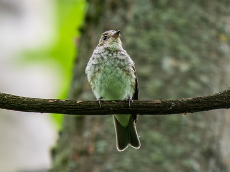 Bird perched on a tree branch photo