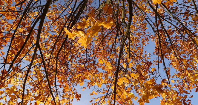 the orange foliage of deciduous trees changes color during the autumn season photo