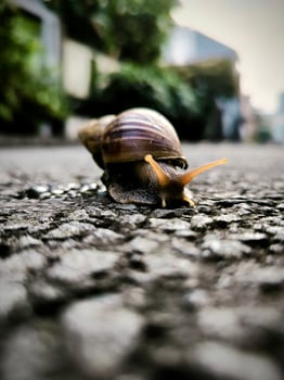 Photo of a snail on the asphalt surface