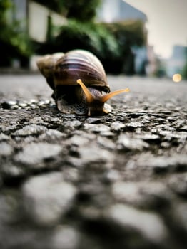 Photo of a snail on the asphalt surface.