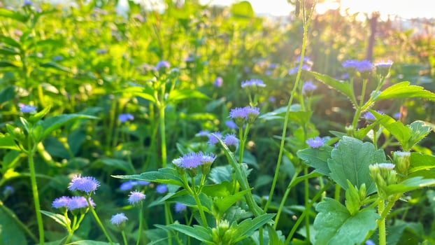 Lush green meadow filled with delicate purple wildflowers bathed in warm sunlight at dawn. photo