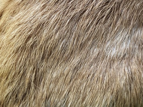 Close up of a brown and white fur photo