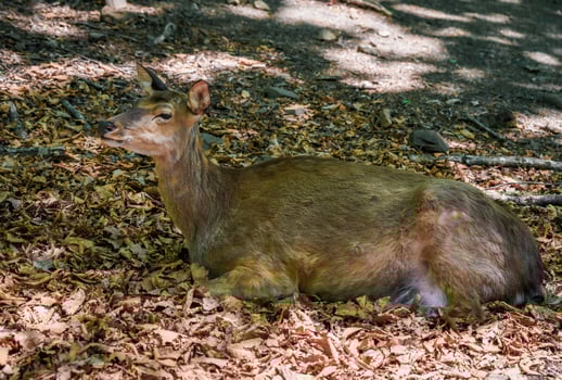 Young deer resting on fallen autumn leaves in the forest of Primorsky Krai, Russia. Soft sunlight filters through the trees, creating a calm woodland scene. photo
