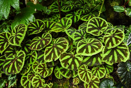 Close-up of Begonia masoniana, also called iron cross begonia, with striking green leaves marked by dark brown cross-like patterns, growing in dense foliage. photo