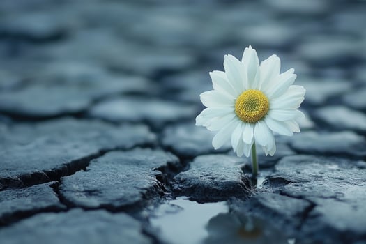 White daisy flower growing between stones in the street photo