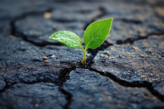 Small plant growing through dry cracked soil representing hope and new life photo