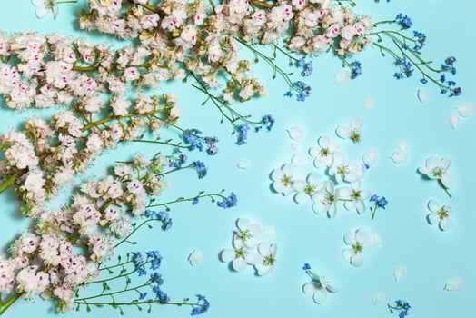 Mint horizontal background with spring flowers photo