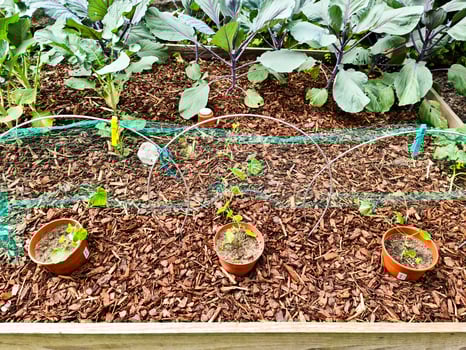 Protecting young cucumber plants growing in a raised bed with wood chips and netting photo