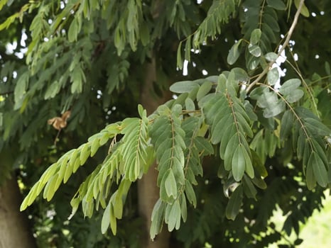 Close up of Senna siamea leaves on tree branch, with background of dense foliage and sunlight filtering through, showcasing healthy and lush vegetation, ideal for nature or botanical themes photo