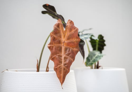 An Alocasia amazonica Polly plants with leaf blight disease. Yellowing foliage is one of the most common signs of this issue such as overwatered. photo