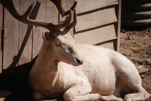 White deer resting near wooden structure in sunlight photo