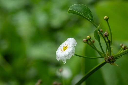 Texas Mud Baby flower with raindrops on them in beautiful nature photo