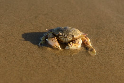 Close-up of a crab on the beach sand photo