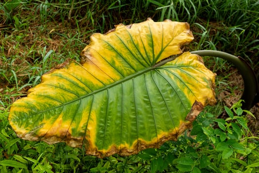 Close-up Giant Taro leaf green begin to dry up photo