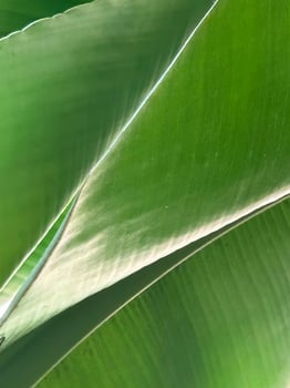 Dark green leaves background photo