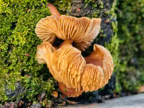 Orange Mushrooms Growing on Green Mossy Tree Trunk in Forest photo
