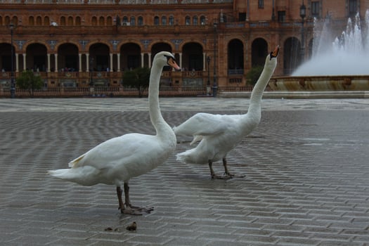 Ducks on a rainy spring day in Seville, Spain, Europe photo
