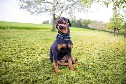 Dog of the Rottweiler breed sits on meadow under trees in the wi photo