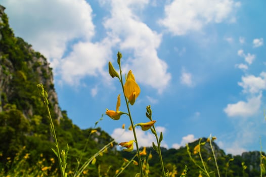 A yellow flower in a field with a mountain in the background photo