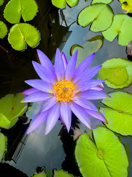 A high-angle, close-up shot captures a stunning purple water lily with a vibrant yellow center, gracefully floating on the dark, reflective surface of a pond, surrounded by bright green lily pads. The photo