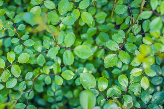 Serene green leaves top view soft sunlight fresh greenery beautiful natural pattern calm foliage texture peaceful nature scene vibrant botanical surface relax outdoor zen environment plant background photo