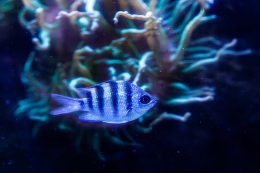 macro fish sergeant major abudefduf saxatilis photo