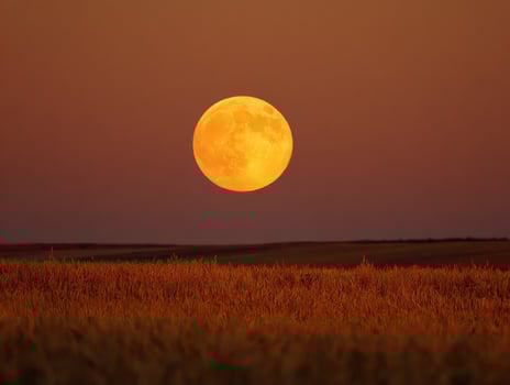 A Golden Harvest Moon Ascending Over Wheat Fields photo