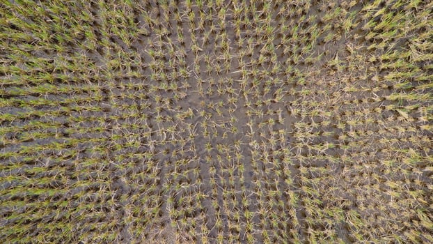 An aerial view of a field of grass photo