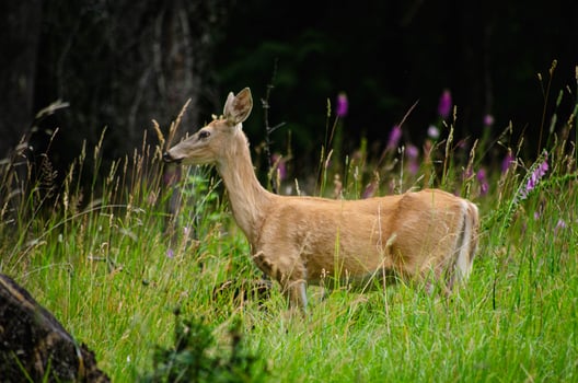 Wild Deer in Lush Green Meadow with Purple Wildflowers Nature Wildlife Photography photo