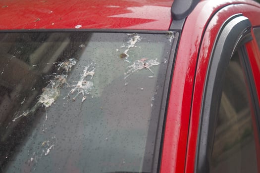 Bird droppings cover red car in urban environment photo