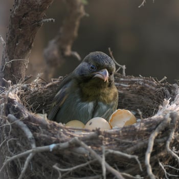 Heartbroken Bird in Nest with Broken Eggs photo