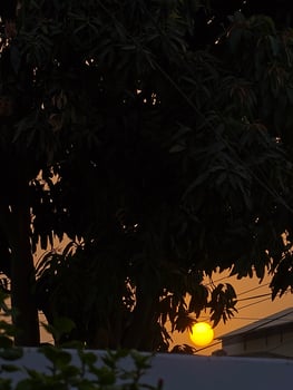Beautiful sunset view through trees nature landscape evening sky sun scenic orange golden hour sunlight photo
