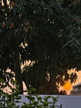 Captivating sunset scene through trees with golden light evening sky nature photography landscape view photo
