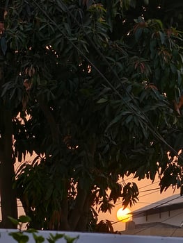 Beautiful sunset behind tree branches nature photography golden hour sky outdoor scenic view landscape evening light photo