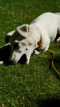 Adorable dog playing on grass outdoors white dog chewing grass happy pet in nature sunny day animal friend photo