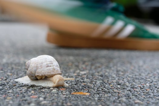 A snail crawls on the asphalt in front of moving feet or sports shoes with motion blur photo