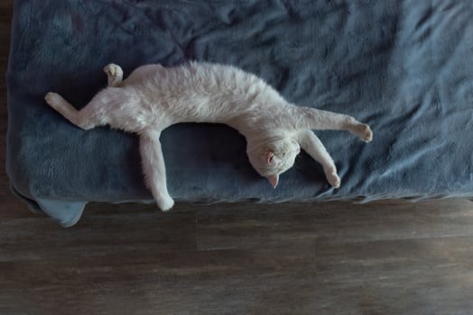 Cat Relaxing in a Cozy Living Room, Stretching on a Soft Couch During Afternoon Sunlight photo