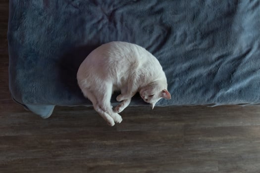 Cat Resting Peacefully on a Cozy Blanket in a Serene Indoor Setting photo