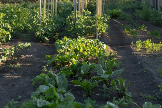 Fresh Vegetables Thrive in a Vibrant Garden During the Golden Hour of Late Afternoon photo