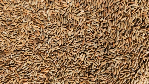 Close-up of rye grains in bulk, showing natural texture, earthy tones, and organic surface, ideal for food or agriculture use photo