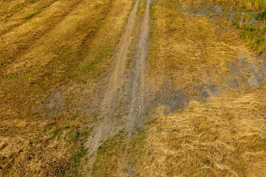 Rural path weaving through golden fields on a sunny day showcasing nature's serenity and beauty photo