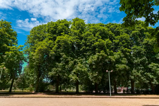 Lush green trees create a serene oasis under a vibrant blue sky in the heart of nature during a sunny afternoon photo