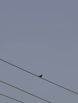 Bird perched on wire stock photo small bird sitting on power line against a clear sky background 100