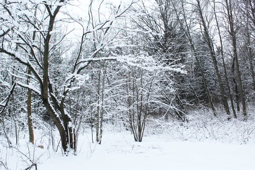 Winter forest landscape with snow-covered trees. snow photo