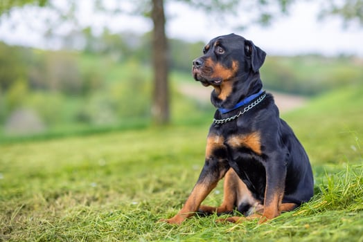 Dog of the Rottweiler breed sits on meadow under trees in the wild against the background of forest and sky photo
