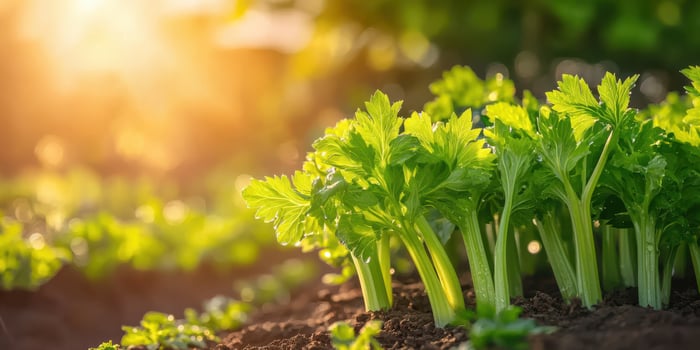 Plants Growing In A Sunlit Garden. Fresh Organic Produce Thriving In Natural Sunlight photo