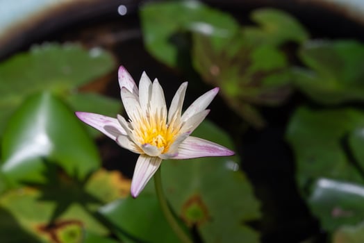 A white water lily in a pond with green leaves photo